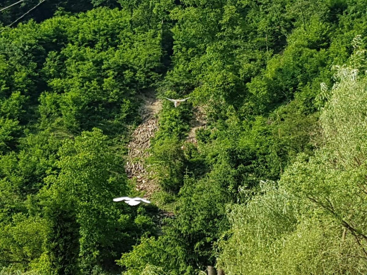 Pensiunea Valea Tonii Strungari Exteriér fotografie